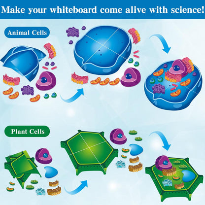 2 Set Magnetic Animal and Plant Cell Model Clearly Magnets Anatomy Models Educational Science Kits Back to School Biology Classroom Decor for Lab Decorations Teacher Must Haves Learning Teaching Aid