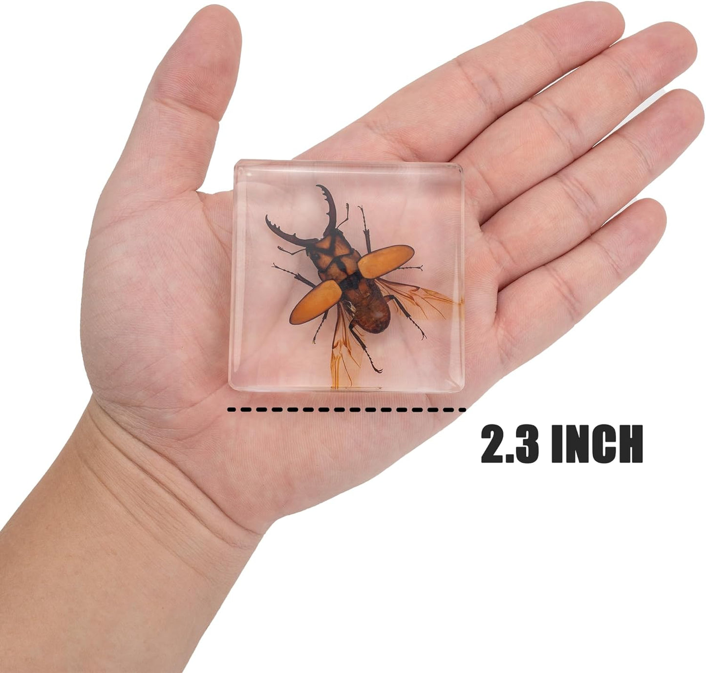 Insect Specimen Set, Bugs Collection Scientific Education Gift for Kids Aged 3-8-12 (Millipede, Centipede, Dragonfly Larvae, Tea Seed Bug, Red Longhorn Beetle, Spiny Spider)