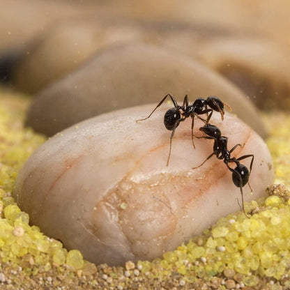Anthouse.ES - Natural Sand Ant Farm - Basic Acrylic Kit (Sandwich + Foraging Box) - 12x10x1 cm and 18x10x5 cm
