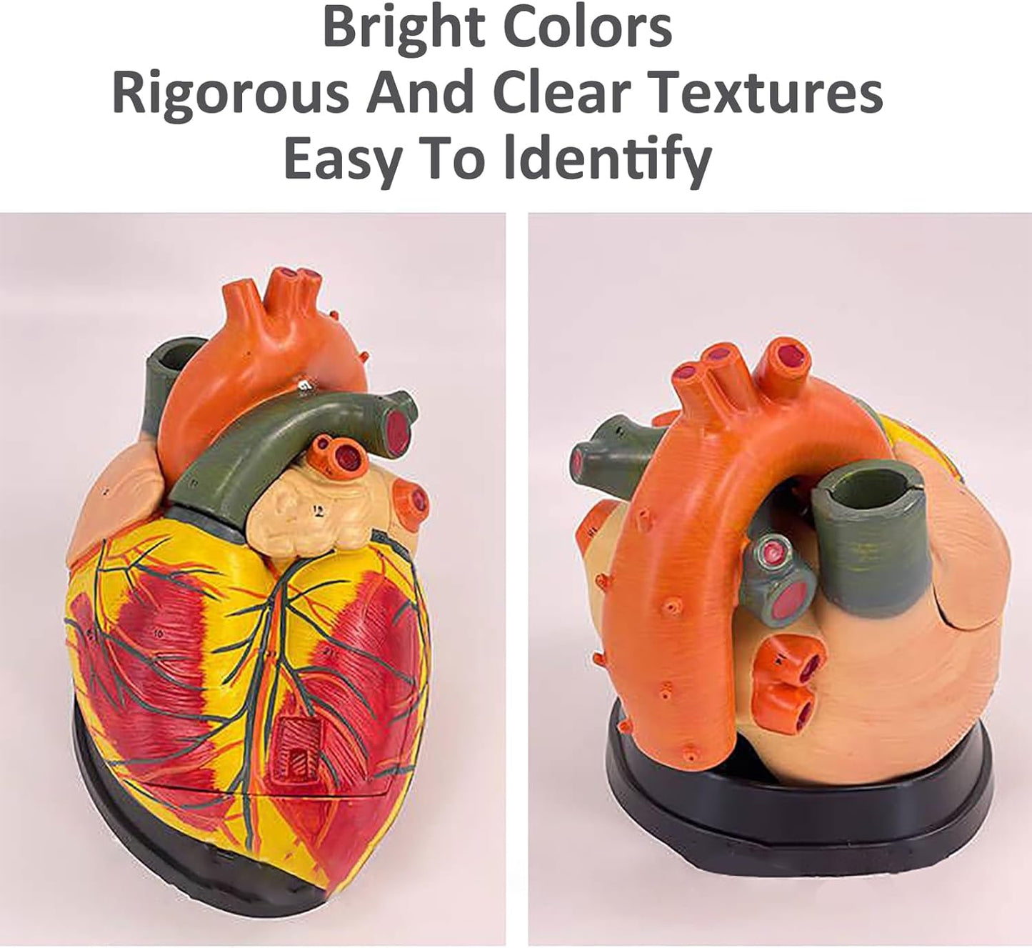 Human Heart Model - Life Size 2 Parts Medical Teaching Model,with 34 Accurate Digital Identification, Magnetic Design, Mounted Display Base, Product Manual Card, for Classroom, Study (1:1 Life Size)