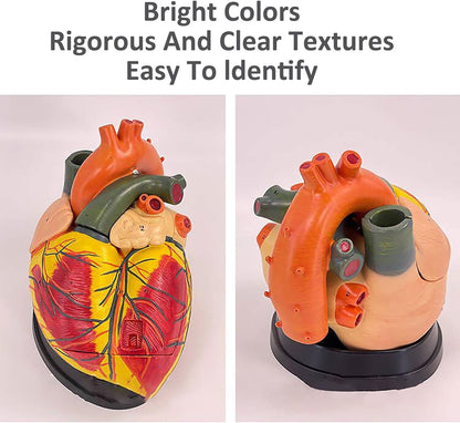 Human Heart Model - Life Size 2 Parts Medical Teaching Model,with 34 Accurate Digital Identification, Magnetic Design, Mounted Display Base, Product Manual Card, for Classroom, Study (1:1 Life Size)