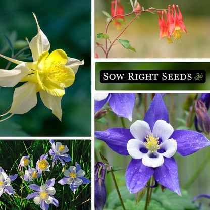 Sow Right Seeds - Columbine Flower Seed Collection for Planting - Blue and McKana Giants Flowers to Plant in Your Garden - Non-GMO Heirloom Seeds - Seed Kit Attracts Pollinators - Great Gift