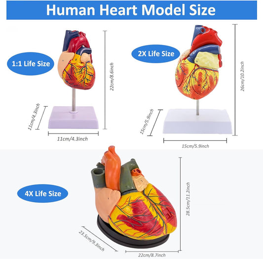 Human Heart Model - Life Size 2 Parts Medical Teaching Model,with 34 Accurate Digital Identification, Magnetic Design, Mounted Display Base, Product Manual Card, for Classroom, Study (1:1 Life Size)
