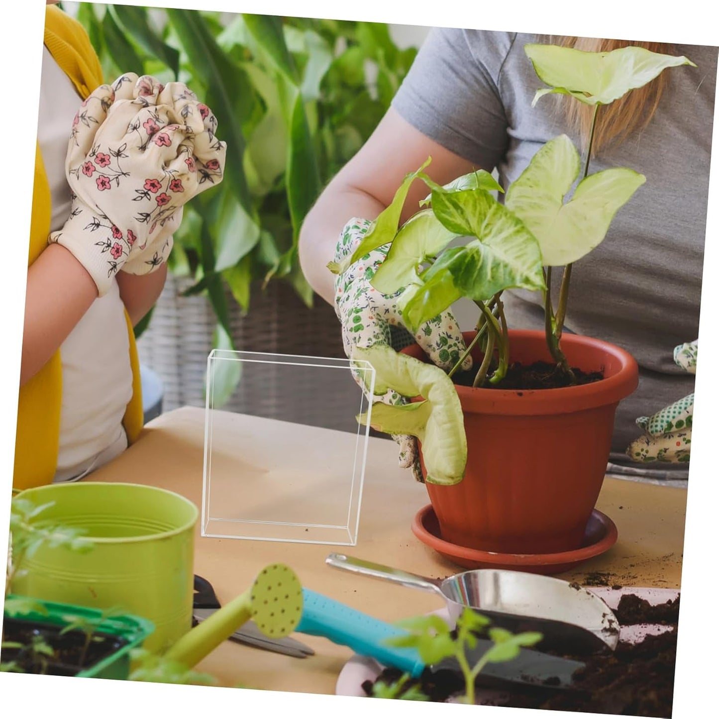 Yardwe Educational Tool Root Viewer Kit for Boys and Plant Rooting Mini Greenhouse Seedling Trays