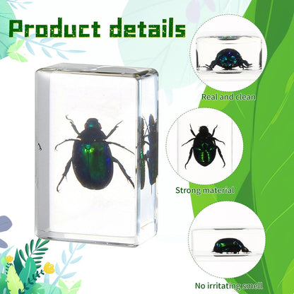 16 Pcs Ladybug Insect in Resin Specimen Butterfly Bugs Collection Paperweights，16 Styles Real Bug Specimen Bug Kit Preserved in Resin for Scientific Educational Display Supplies (Ladybug)