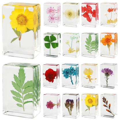 16 Pcs Ladybug Insect in Resin Specimen Butterfly Bugs Collection Paperweights，16 Styles Real Bug Specimen Bug Kit Preserved in Resin for Scientific Educational Display Supplies (Ladybug)