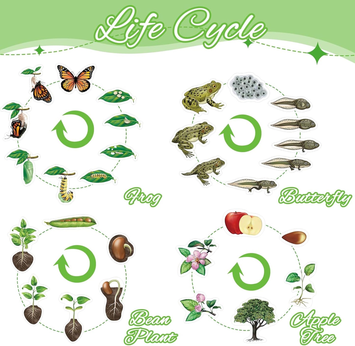 Relaxweex 30 Pcs Giant Magnetic Plant Butterfly Frog Life Cycle Growth Learning Education Toy Science Exploration Activities Resources Educational Preschool Material, Homeschool Classroom Teaching Aid