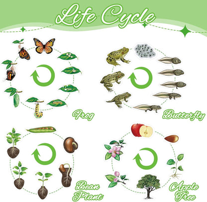 Relaxweex 30 Pcs Giant Magnetic Plant Butterfly Frog Life Cycle Growth Learning Education Toy Science Exploration Activities Resources Educational Preschool Material, Homeschool Classroom Teaching Aid