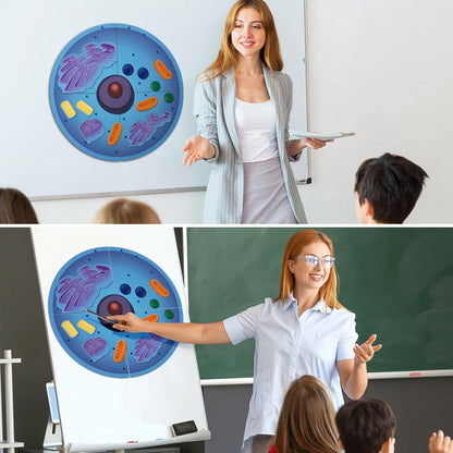 Leitee 18 Pcs Magnetic Plant Cell Model Kits Giant Teaching Resources Early Biology Cell Anatomy Model Life Science Teaching Aid for Whiteboard Learning Tools Educational Classroom Activities