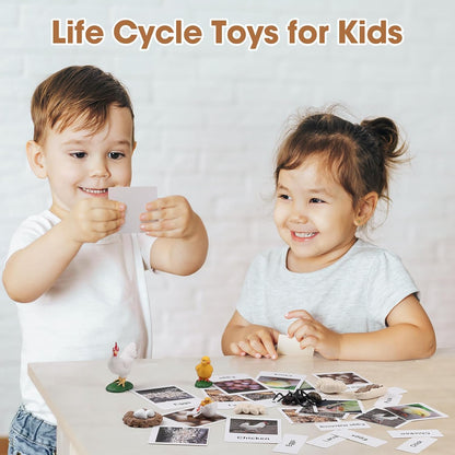MEROCO Chicken Life Cycle Toys for Kids Insect Ant Bug Toys for Kid 3-5 Animal Flashcards with Figurines Preschool Science Toy for 3-5 Matching Game Science Animals Learning & Education
