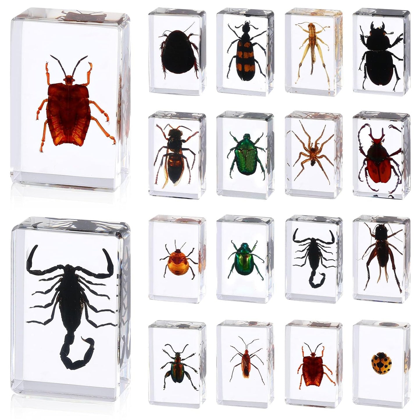 16 Pcs Ladybug Insect in Resin Specimen Butterfly Bugs Collection Paperweights，16 Styles Real Bug Specimen Bug Kit Preserved in Resin for Scientific Educational Display Supplies (Ladybug)