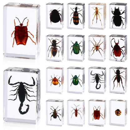 16 Pcs Ladybug Insect in Resin Specimen Butterfly Bugs Collection Paperweights，16 Styles Real Bug Specimen Bug Kit Preserved in Resin for Scientific Educational Display Supplies (Ladybug)