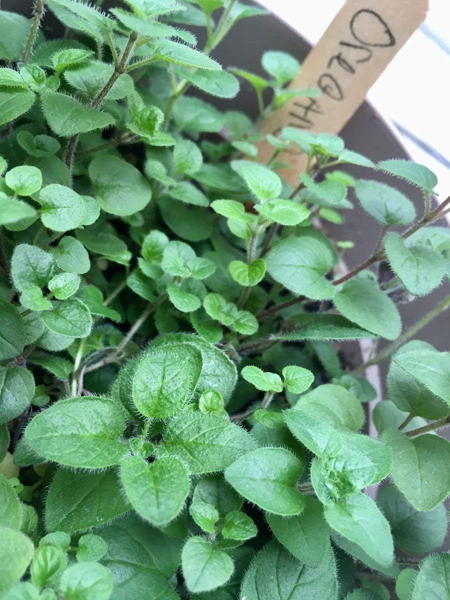 Backyard Safari Company Grow Gardens, Honey Bee Habitat