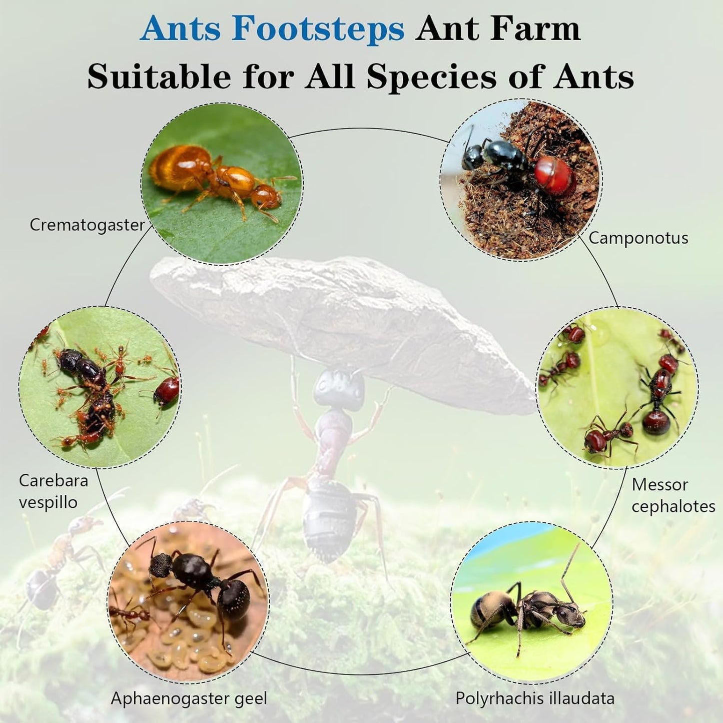 Ant Farm Nest Science DIY Terrarium Kit Care for Live Ants Ant Habitat with Water Tower Nurturing Room and Comprehensive Observation
