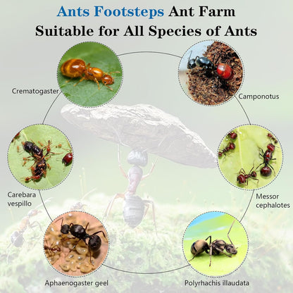 Ant Farm Nest Science DIY Terrarium Kit Care for Live Ants Ant Habitat with Water Tower Nurturing Room and Comprehensive Observation