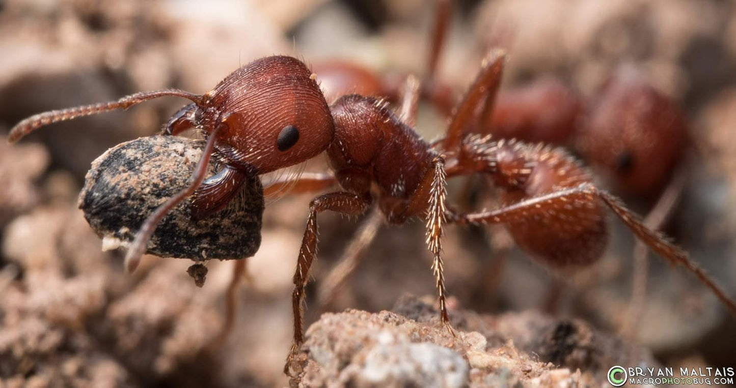 50 Live Harvester Ants to Replenish Your ant Farms.