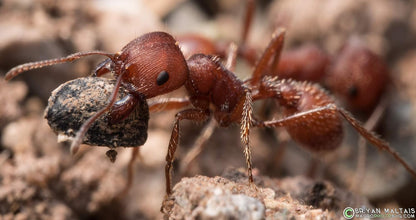 50 Live Harvester Ants to Replenish Your ant Farms.