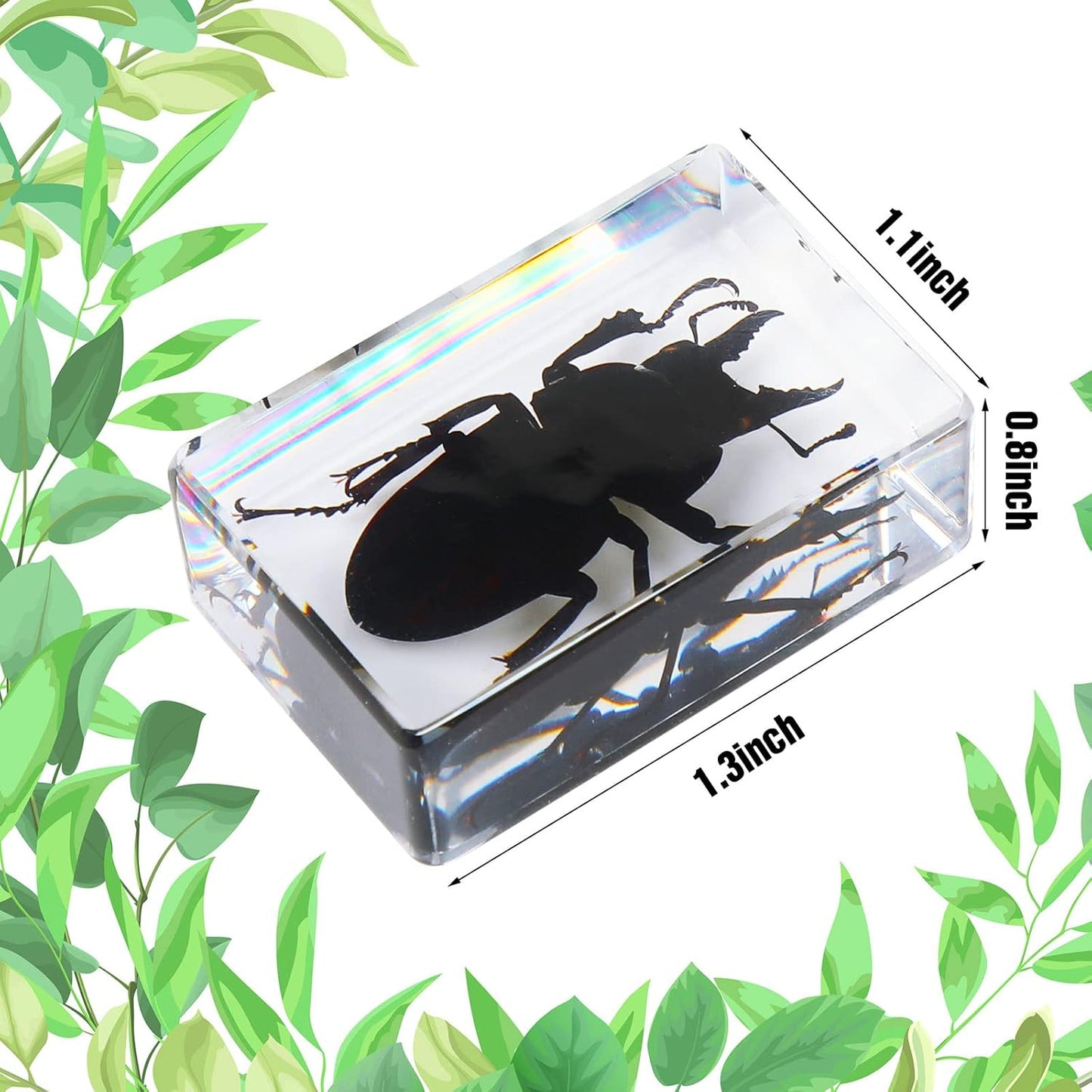 Macarrie 12 Pcs Insect Specimens for Kids Bug Collection Kit Real Specimens of Various Butterflies Beetles Classroom Science Education Animal Collection Bug Preserved Biology(Ladybug)