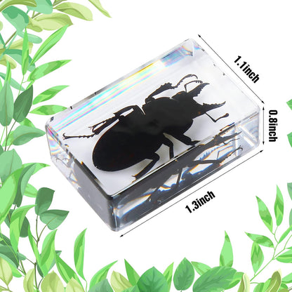 Macarrie 12 Pcs Insect Specimens for Kids Bug Collection Kit Real Specimens of Various Butterflies Beetles Classroom Science Education Animal Collection Bug Preserved Biology(Ladybug)