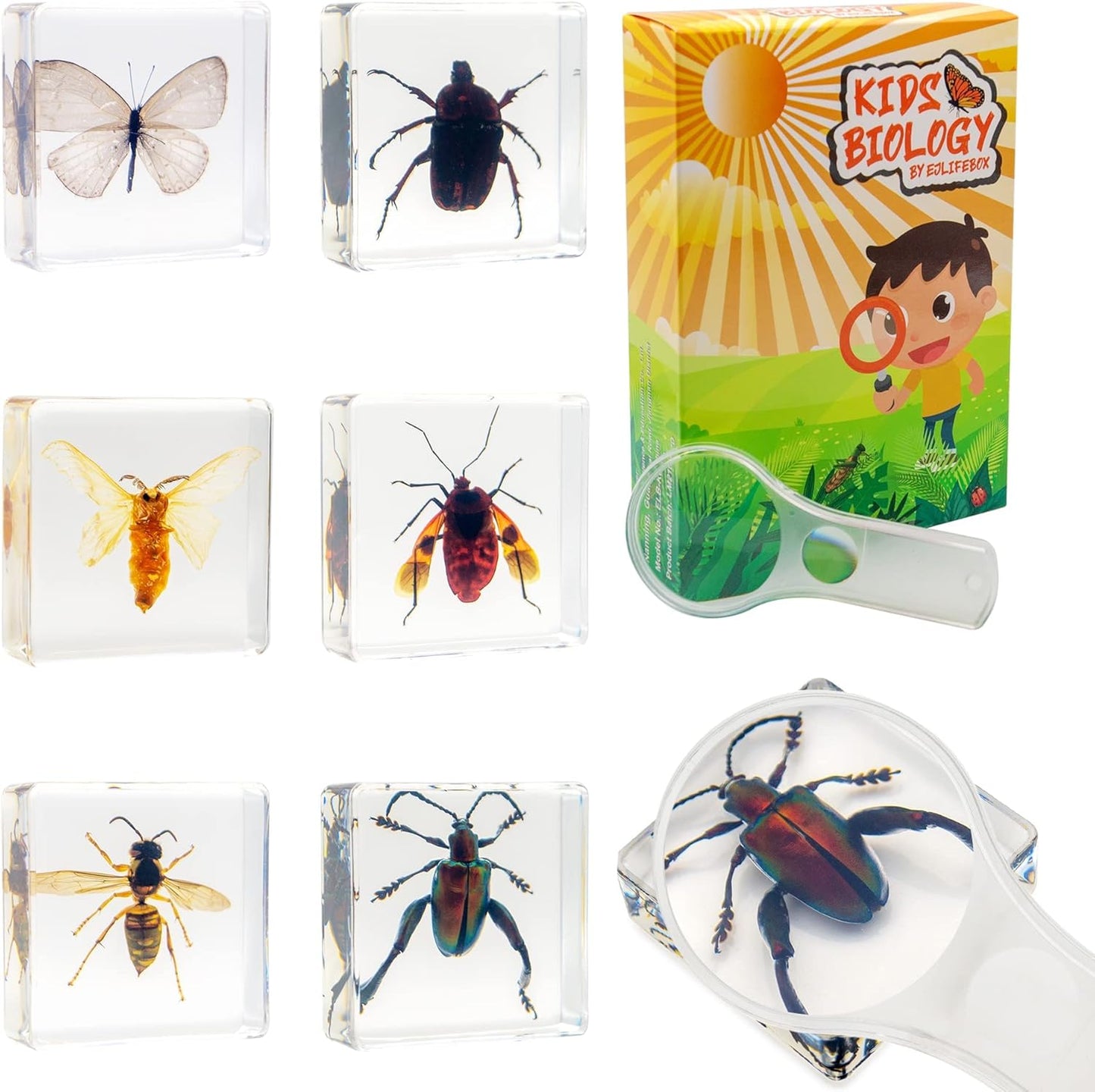 Insect Specimen Set, Bugs Collection Scientific Education Gift for Kids Aged 3-8-12 (Millipede, Centipede, Dragonfly Larvae, Tea Seed Bug, Red Longhorn Beetle, Spiny Spider)