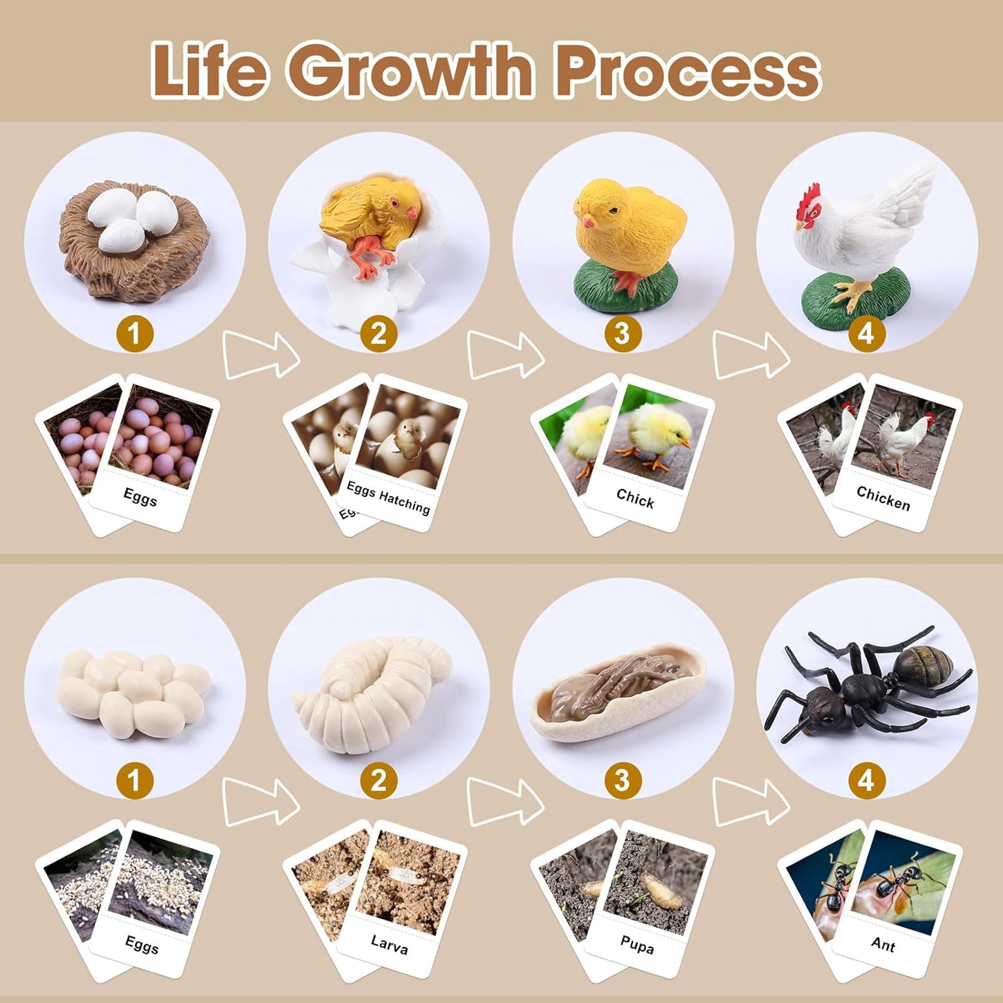 MEROCO Chicken Life Cycle Toys for Kids Insect Ant Bug Toys for Kid 3-5 Animal Flashcards with Figurines Preschool Science Toy for 3-5 Matching Game Science Animals Learning & Education