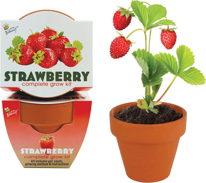 BUZZY Seeds 12-Pack Sunflower Mini Grow Pots – All-in-One Terracotta Flower Starter Kit with Growing Medium, DIY Gardening, Wedding and Shower Favors