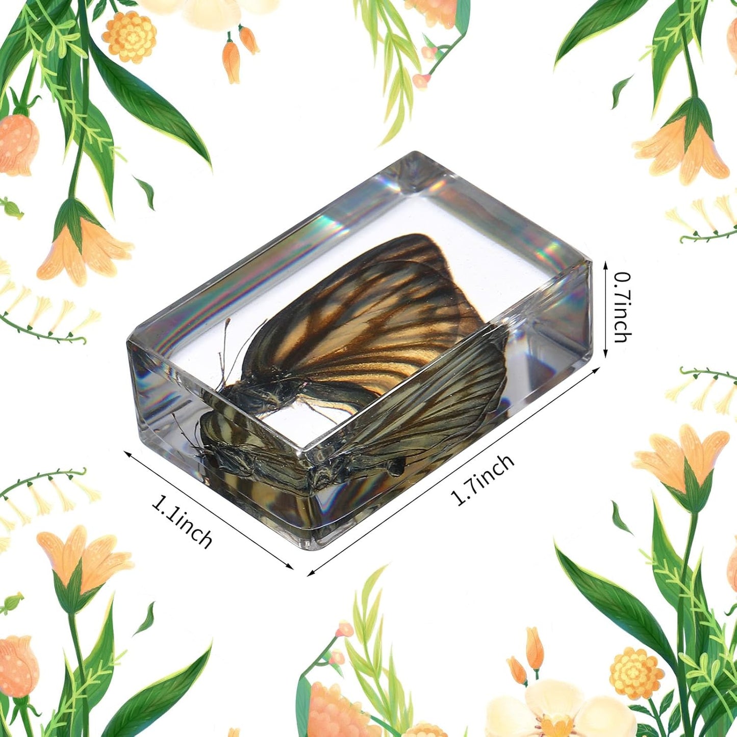 16 Pcs Ladybug Insect in Resin Specimen Butterfly Bugs Collection Paperweights，16 Styles Real Bug Specimen Bug Kit Preserved in Resin for Scientific Educational Display Supplies (Ladybug)