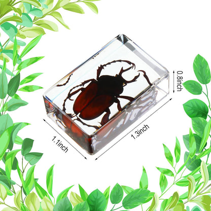 Macarrie 12 Pcs Insect Specimens for Kids Bug Collection Kit Real Specimens of Various Butterflies Beetles Classroom Science Education Animal Collection Bug Preserved Biology(Ladybug)