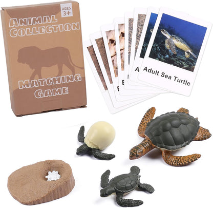 MEROCO Chicken Life Cycle Toys for Kids Insect Ant Bug Toys for Kid 3-5 Animal Flashcards with Figurines Preschool Science Toy for 3-5 Matching Game Science Animals Learning & Education