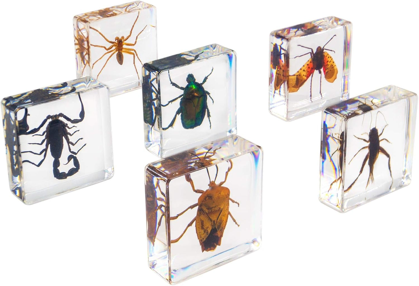 Insect Specimen Set, Bugs Collection Scientific Education Gift for Kids Aged 3-8-12 (Millipede, Centipede, Dragonfly Larvae, Tea Seed Bug, Red Longhorn Beetle, Spiny Spider)