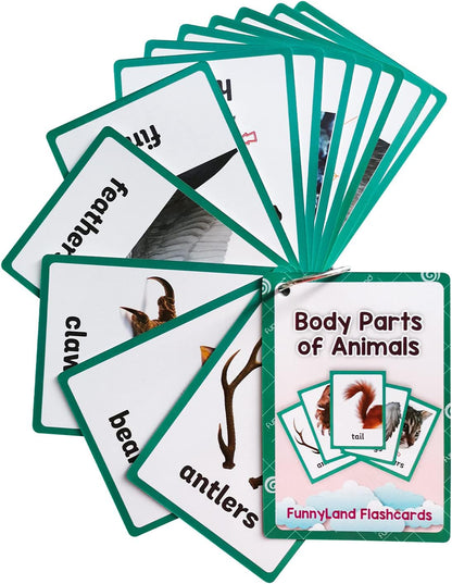Lilias Body Parts Flash Cards, Toddler & Preschool Learning Toys, Kindergarten Learning Supplies, 4.3 x 3.14 Inch, 34 Cards