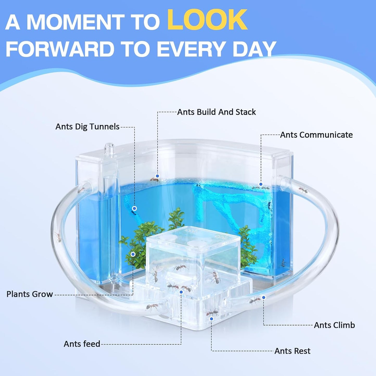 Ant Farm, Ant Habitat Kit with Built-in Lights for Observation and Learning, Fostering Exploration, Growth, and Discovery at Home