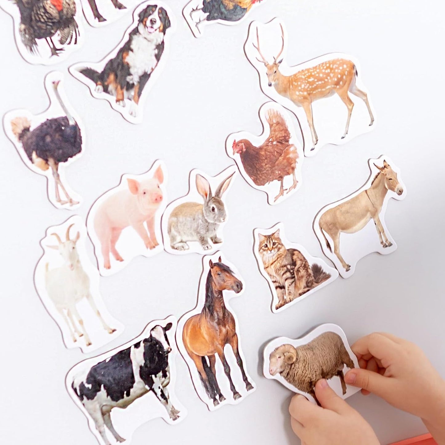25 Fridge Magnets for Toddlers - Birds Photo Kids Magnets for Refrigerator – Real Magnetic Animals for Children – Big Realistic Magnet for Kids - Learning Toy Set - Baby Educational Gift