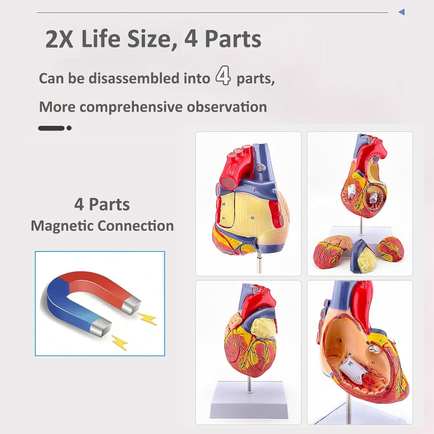 Human Heart Model - Life Size 2 Parts Medical Teaching Model,with 34 Accurate Digital Identification, Magnetic Design, Mounted Display Base, Product Manual Card, for Classroom, Study (1:1 Life Size)
