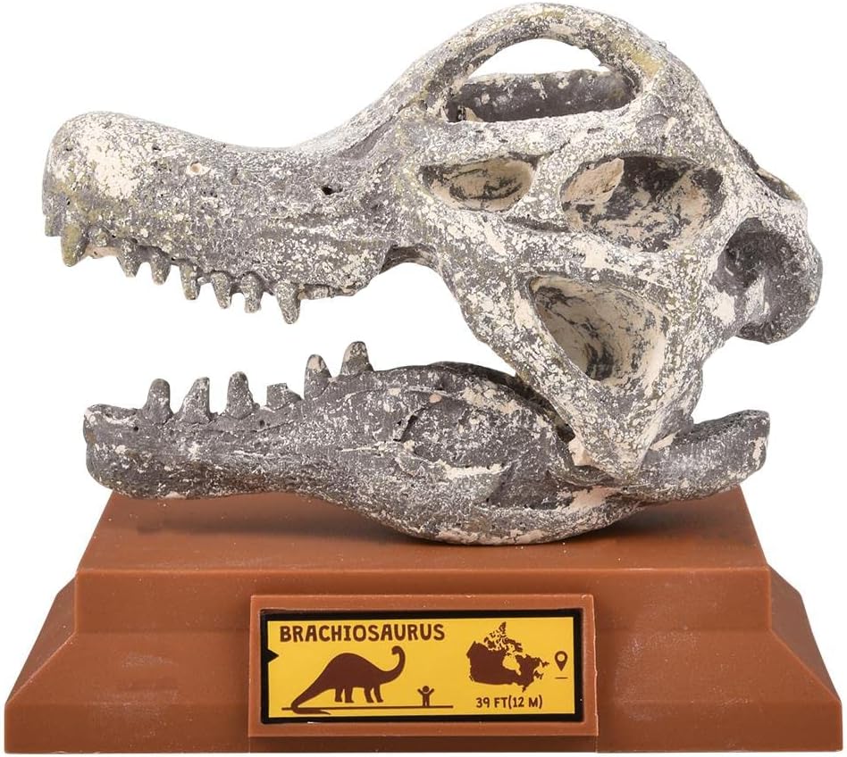 Rhode Island Novelty 6.5" Brachiosaurus Skull Excavation Kit, 1 Piece per Order