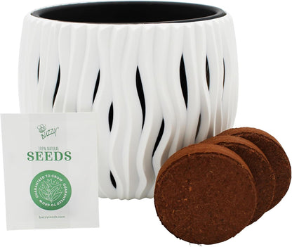 BUZZY Seeds Primrose Flower Grow Kit, White Wavy Pot, Mini Indoor Garden, Easy-to-Grow Decorative Planter for Desk, Windowsill or Small Spaces, Holiday Present, Birthday Gift for Women