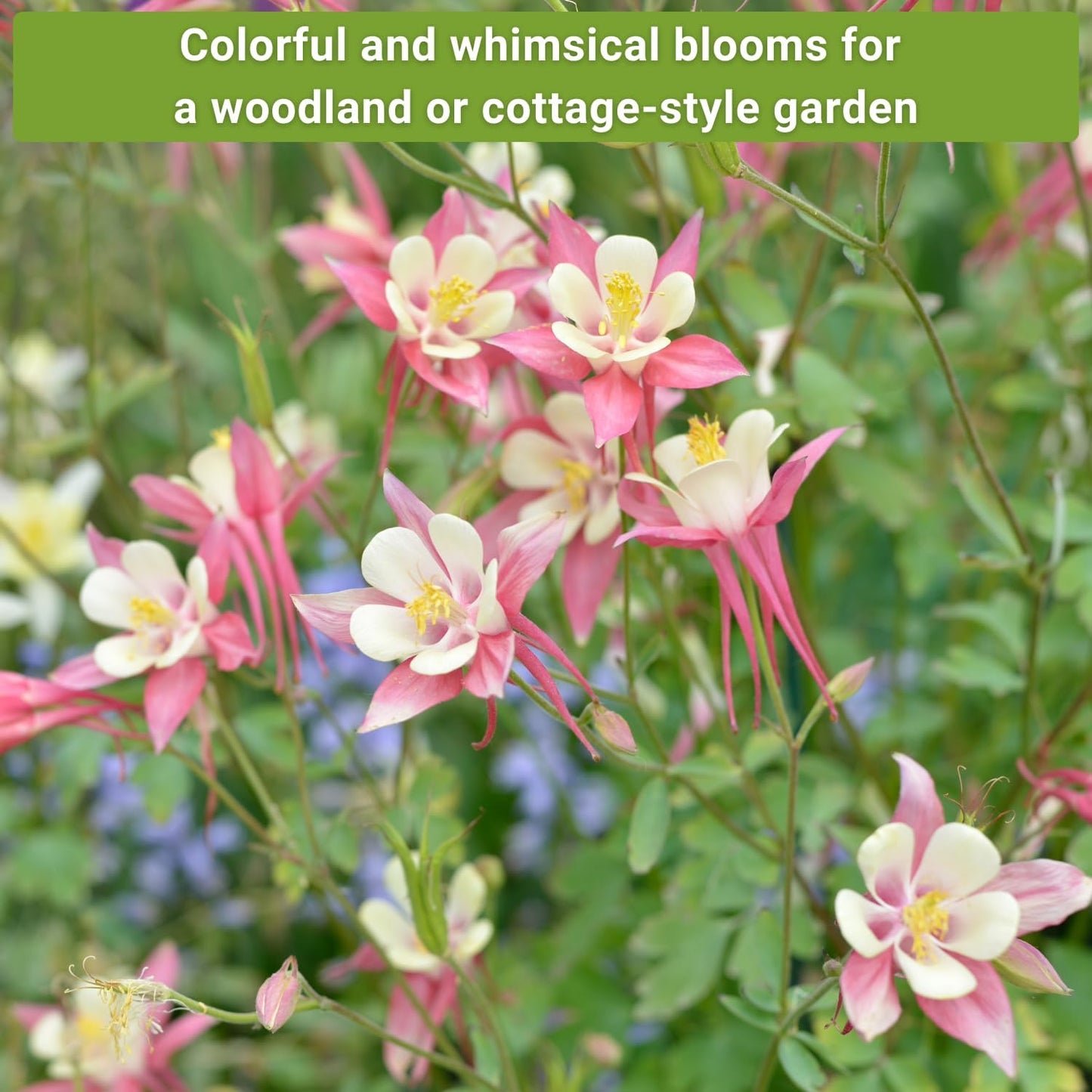 Sow Right Seeds - Columbine Flower Seed Collection for Planting - Blue and McKana Giants Flowers to Plant in Your Garden - Non-GMO Heirloom Seeds - Seed Kit Attracts Pollinators - Great Gift