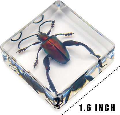 Insect Specimen Set, Bugs Collection Scientific Education Gift for Kids Aged 3-8-12 (Millipede, Centipede, Dragonfly Larvae, Tea Seed Bug, Red Longhorn Beetle, Spiny Spider)
