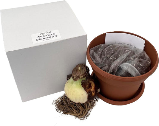 Papilio Amaryllis Growing Kit - Great Gift! - 24/26cm Bulb/Pot/Soil