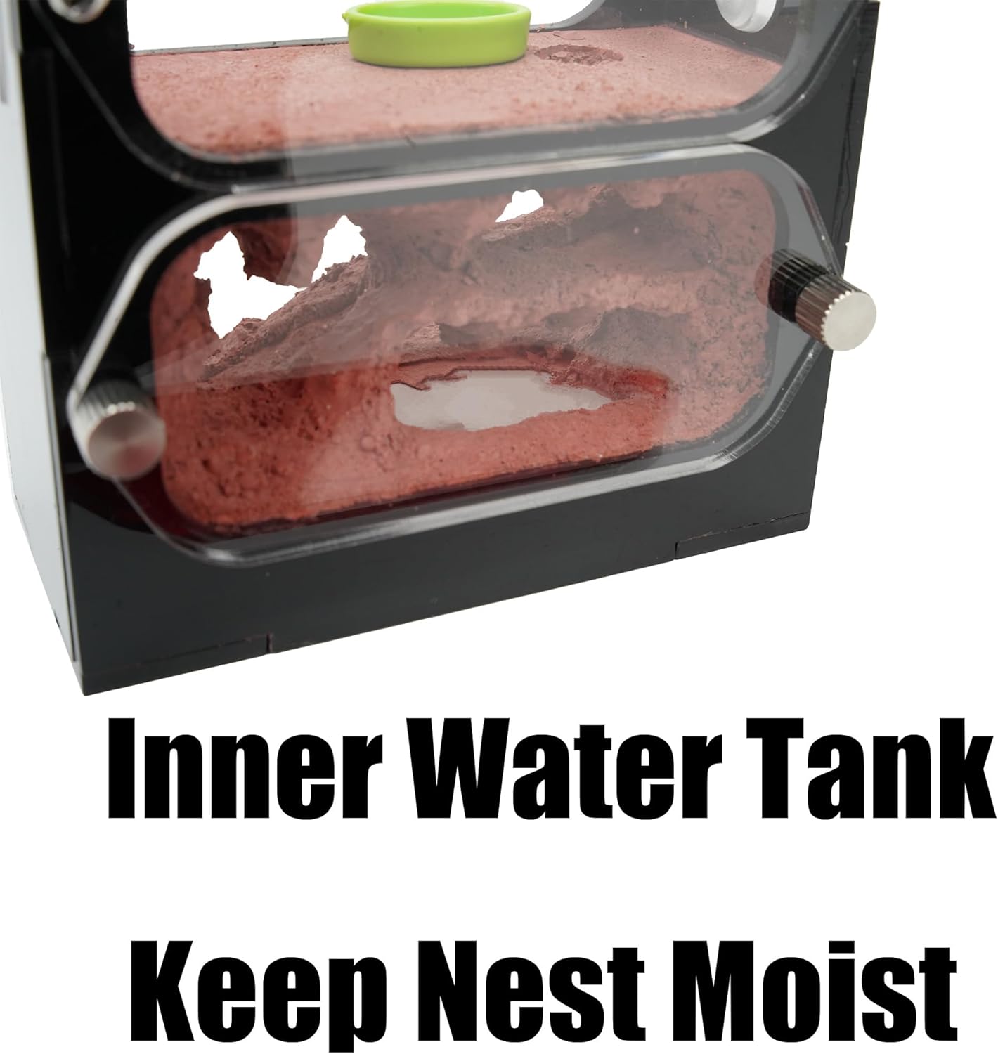 Ant Farm for Live Ants - for Small Ant Clony - Natural Learning Toy - Great Gift