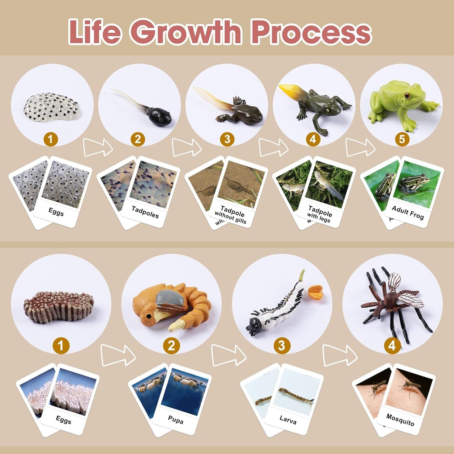 MEROCO Chicken Life Cycle Toys for Kids Insect Ant Bug Toys for Kid 3-5 Animal Flashcards with Figurines Preschool Science Toy for 3-5 Matching Game Science Animals Learning & Education