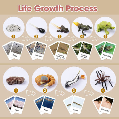 MEROCO Chicken Life Cycle Toys for Kids Insect Ant Bug Toys for Kid 3-5 Animal Flashcards with Figurines Preschool Science Toy for 3-5 Matching Game Science Animals Learning & Education