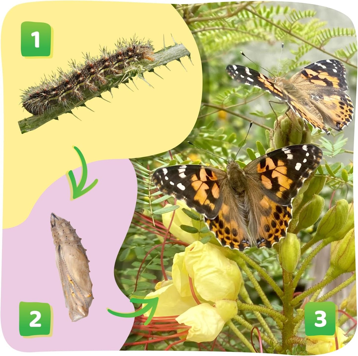 Insect Lore Butterfly Garden Gift Set 8" Habitat - Live Cup of 5 Caterpillars - Includes Stickers and Extras - Life Science & STEM Education Kit - Grow, Raise and Release Painted Lady Butterflies