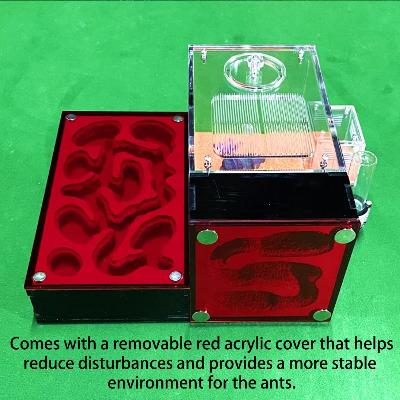 Ant Farm for Live Ants - for Small Ant Clony - Natural Learning Toy - Great Gift