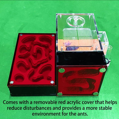 Ant Farm for Live Ants - for Small Ant Clony - Natural Learning Toy - Great Gift