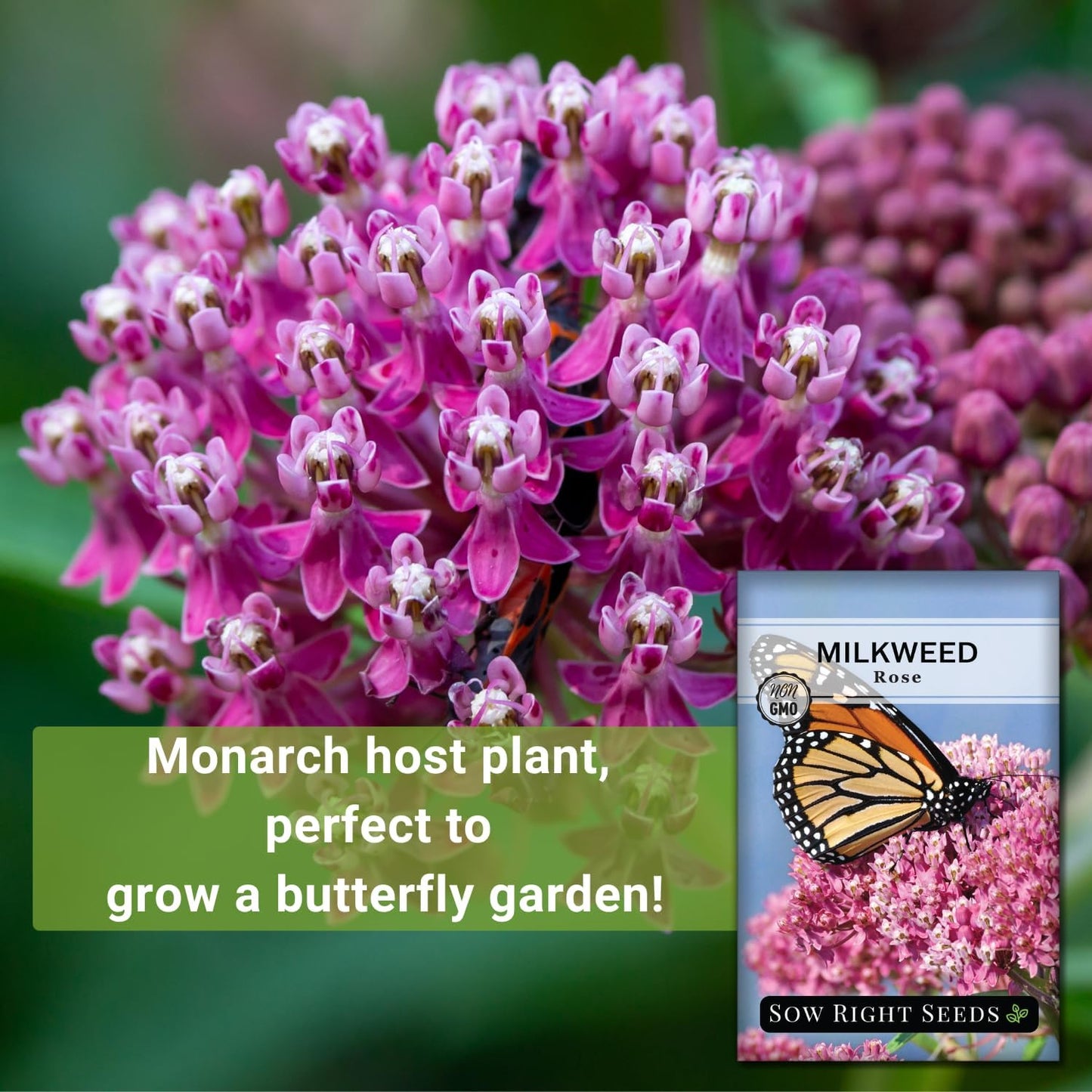 Sow Right Seeds - Rose Milkweed Seeds for Planting - Attract Monarch Butterflies to Your Garden - Non-GMO Heirloom Seeds, Instructions to Grow - Perennial Plant for Pollinators - Swamp Variety (4)