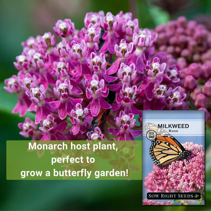 Sow Right Seeds - Rose Milkweed Seeds for Planting - Attract Monarch Butterflies to Your Garden - Non-GMO Heirloom Seeds, Instructions to Grow - Perennial Plant for Pollinators - Swamp Variety (4)