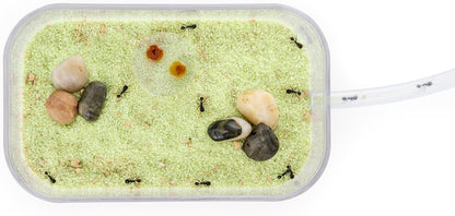 AntHouse Sand Ant Farm Basic - Educational formicarium for Live Ants