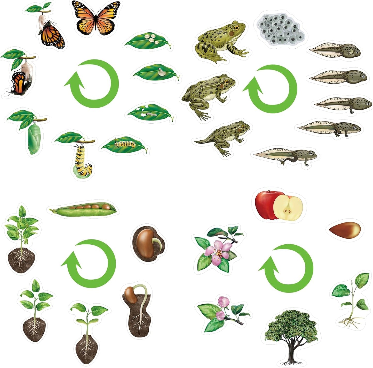 Relaxweex 30 Pcs Giant Magnetic Plant Butterfly Frog Life Cycle Growth Learning Education Toy Science Exploration Activities Resources Educational Preschool Material, Homeschool Classroom Teaching Aid