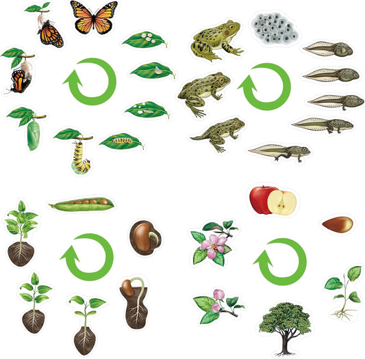 Relaxweex 30 Pcs Giant Magnetic Plant Butterfly Frog Life Cycle Growth Learning Education Toy Science Exploration Activities Resources Educational Preschool Material, Homeschool Classroom Teaching Aid